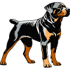 Rottweiler - Pet Dog Sticker