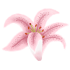 fleur de lys rose
