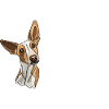 Podenco Love weiss