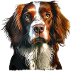 Brittany Spaniel