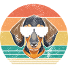 Chien teckel