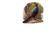 Pheasants Pheasant