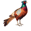 Pheasants Pheasant