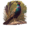 Pheasants Pheasant