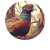 Pheasants Pheasant