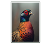 Pheasants Pheasant