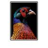 Pheasants Pheasant