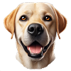 Grinsender Labrador