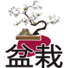 Bonsai bonsai show shohin bonsaiartist