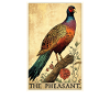Pheasants Pheasant