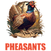 Pheasants Pheasant