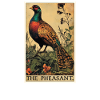 Pheasants Pheasant