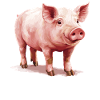 Cochon Cochon