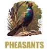 Pheasants Pheasant