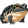 Unique Frog Illustration