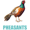 Pheasants Pheasant