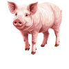 Pig Pig