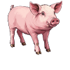Cochon Cochon