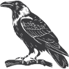 beautiful black raven design