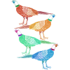 Pheasant Hunting Hunting Hunting Pheasant
