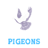 Piccioni Piccione
