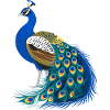 Vibrant Peacock Illustration