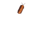 Guess what? Pill Bug Butt