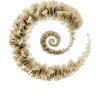 Fibonacci Fungi Spiral | Sacred Nature Art