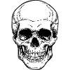 Schädel