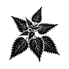 simple nettle design – wild & healing