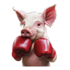 Schwein