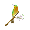 Dwarf Bee-eater Digital Illustration