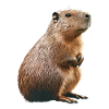 Wasserschwein