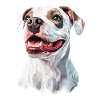 Hund