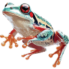 Frosch