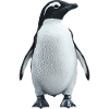 Pinguin