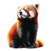 Roter Panda