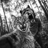 Humor Werewolf Selfie Cat