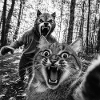 Humor Werewolf Selfie Cat