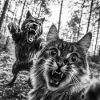 Humor Werewolf Selfie Cat