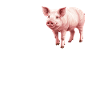 Cochon Cochon