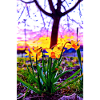Daffodils at sunset