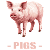 Cochon Cochon