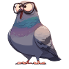 Pigeons Pigeon