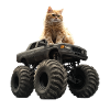 Katze