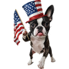 Boston Terrier