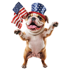 Englische Bulldogge