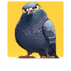Pigeons Pigeon