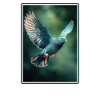 Pigeons Pigeon