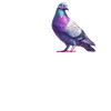 Pigeons Pigeon